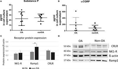 Substance P and Alpha-Calcitonin Gene-Related Peptide Differentially Affect Human Osteoarthritic and Healthy Chondrocytes